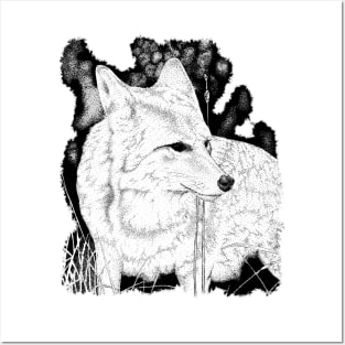 White Coyote Posters and Art